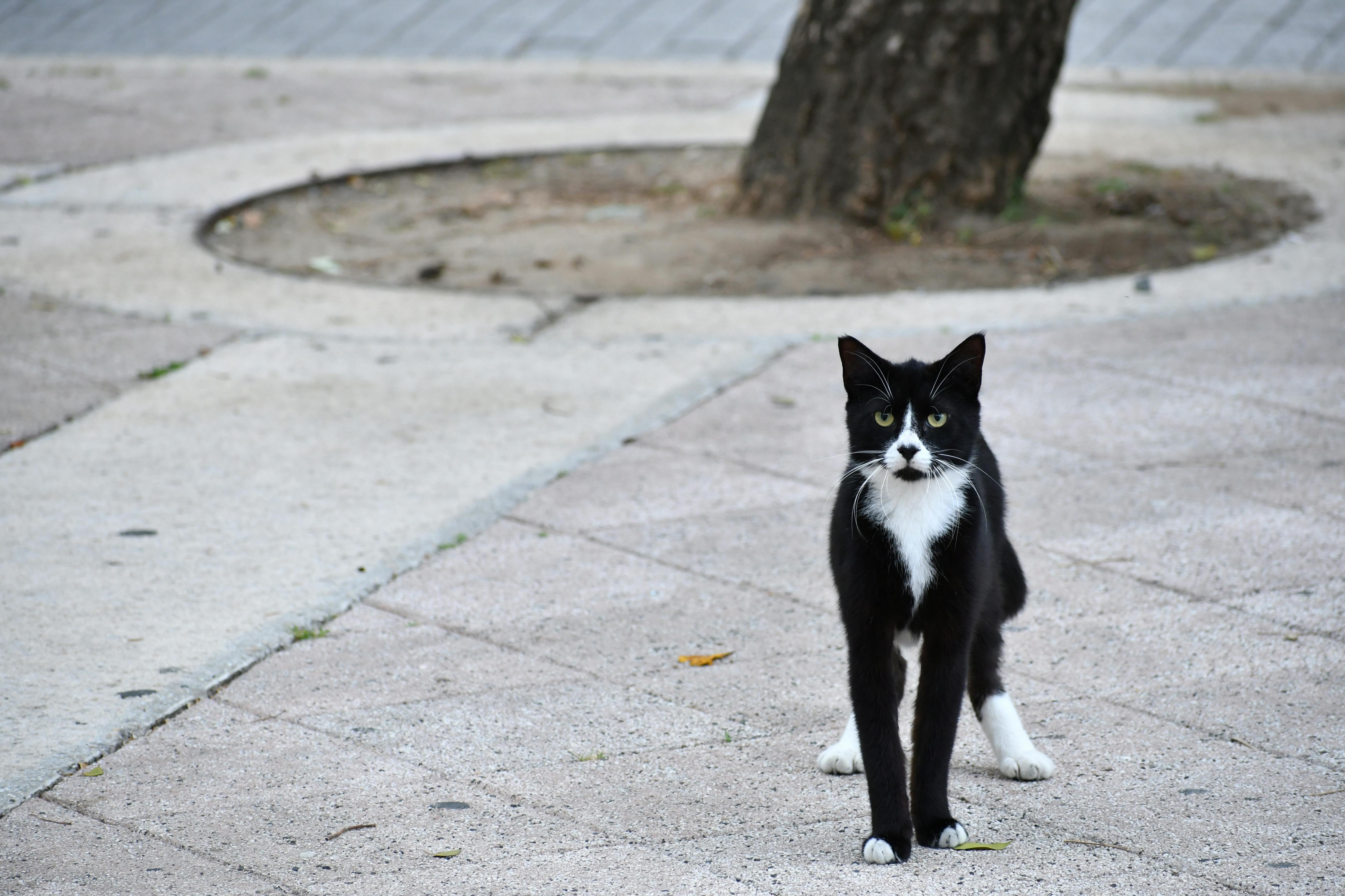 茶色の表面のタキシード猫 無料の写真素材