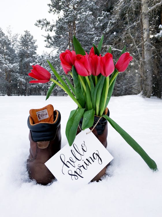 Free Roter Blumenstrauß Auf Braunen Lederstiefeln Bei Schneewetter Stock Photo