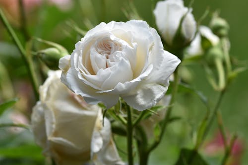 Close-Up Shot of a White Rose in Bloom