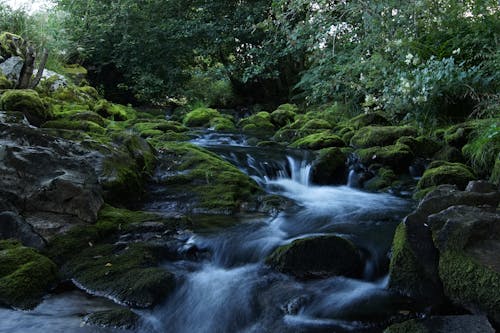 Free 
A Water Stream in a Forest Stock Photo