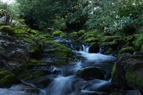 Free Calm stream flowing through a moss-covered forest, showcasing nature's tranquility. Stock Photo