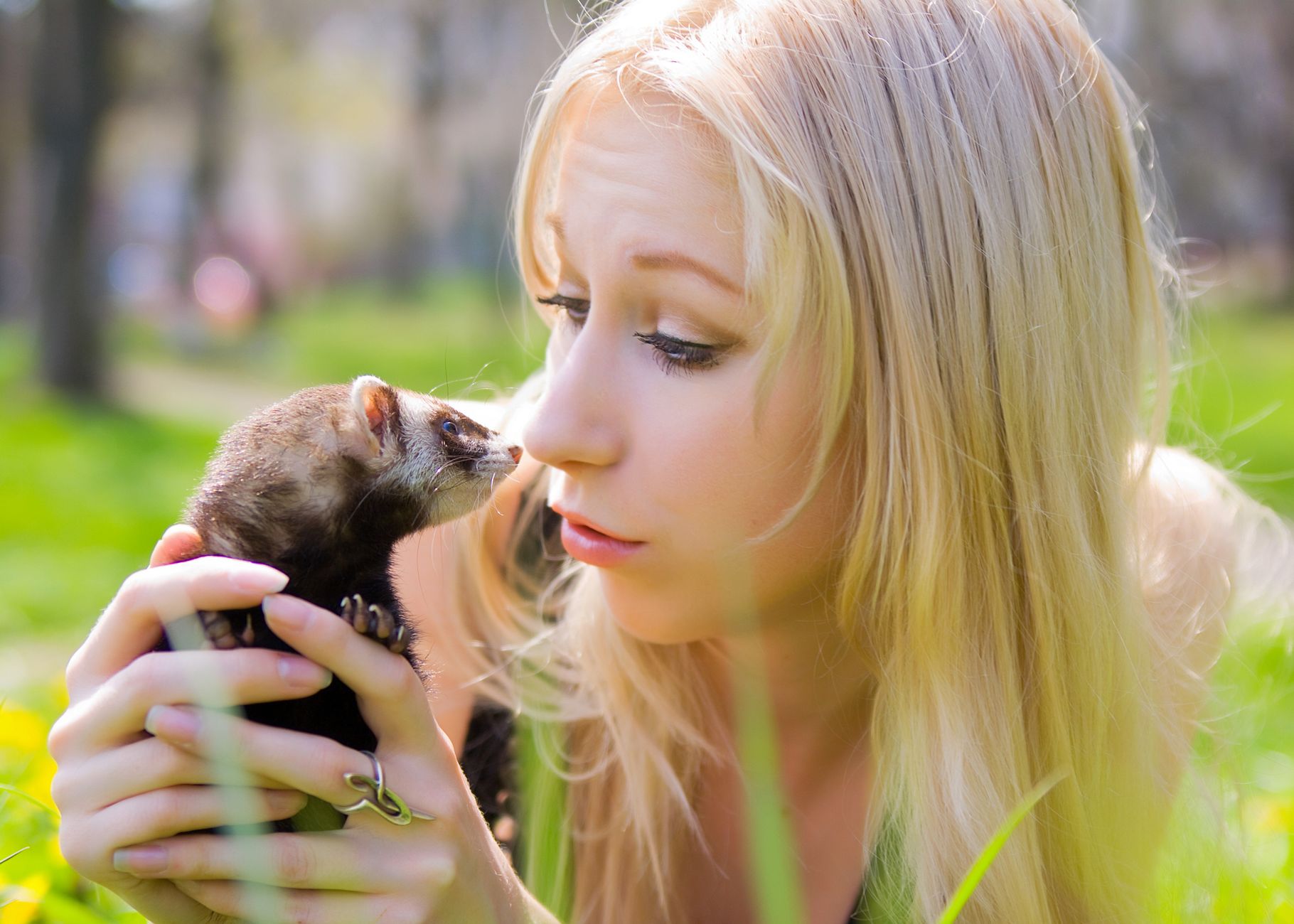Portrait of a ferret at a veterinary clinic