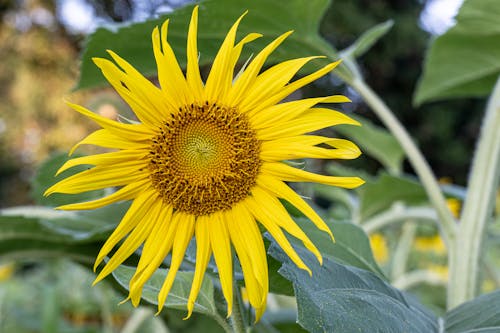 Free Yellow Sunflower in Clos-Up Photography Stock Photo