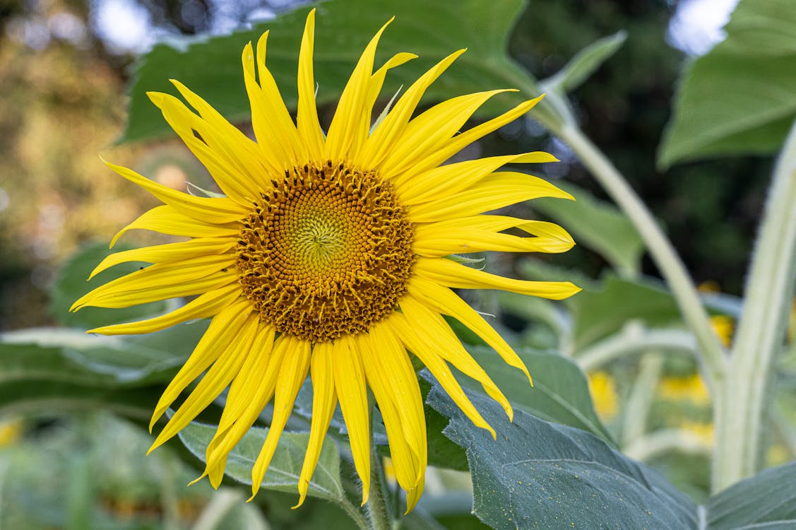 Kostnadsfri bild av blomfotografi, blomma, gul