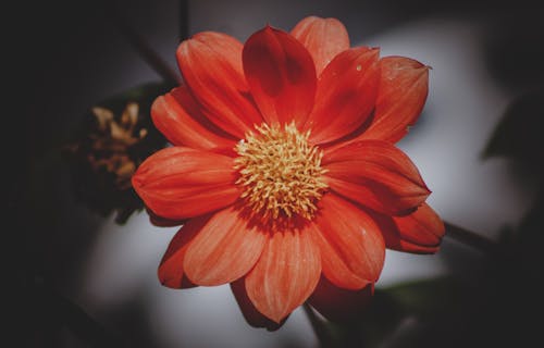 Free High Angle Photography of Red Daisy Flower Stock Photo