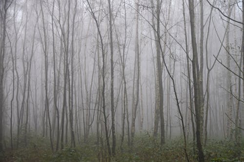 Free stock photo of autumn mood forest, cold, mist