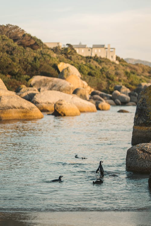 Free 
Penguins on a Shore Stock Photo