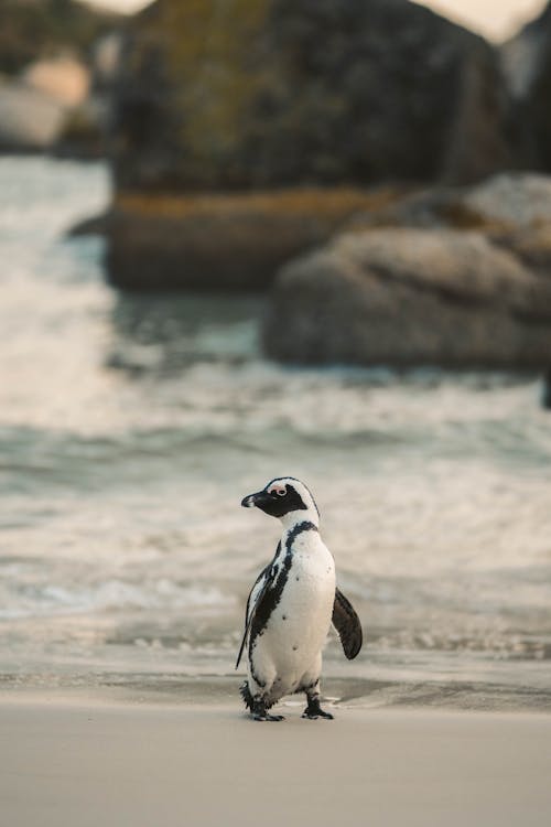 A Cute Penguin Standing on a Beach Sand