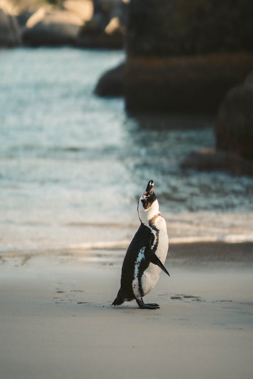 An African Penguin at the Beach