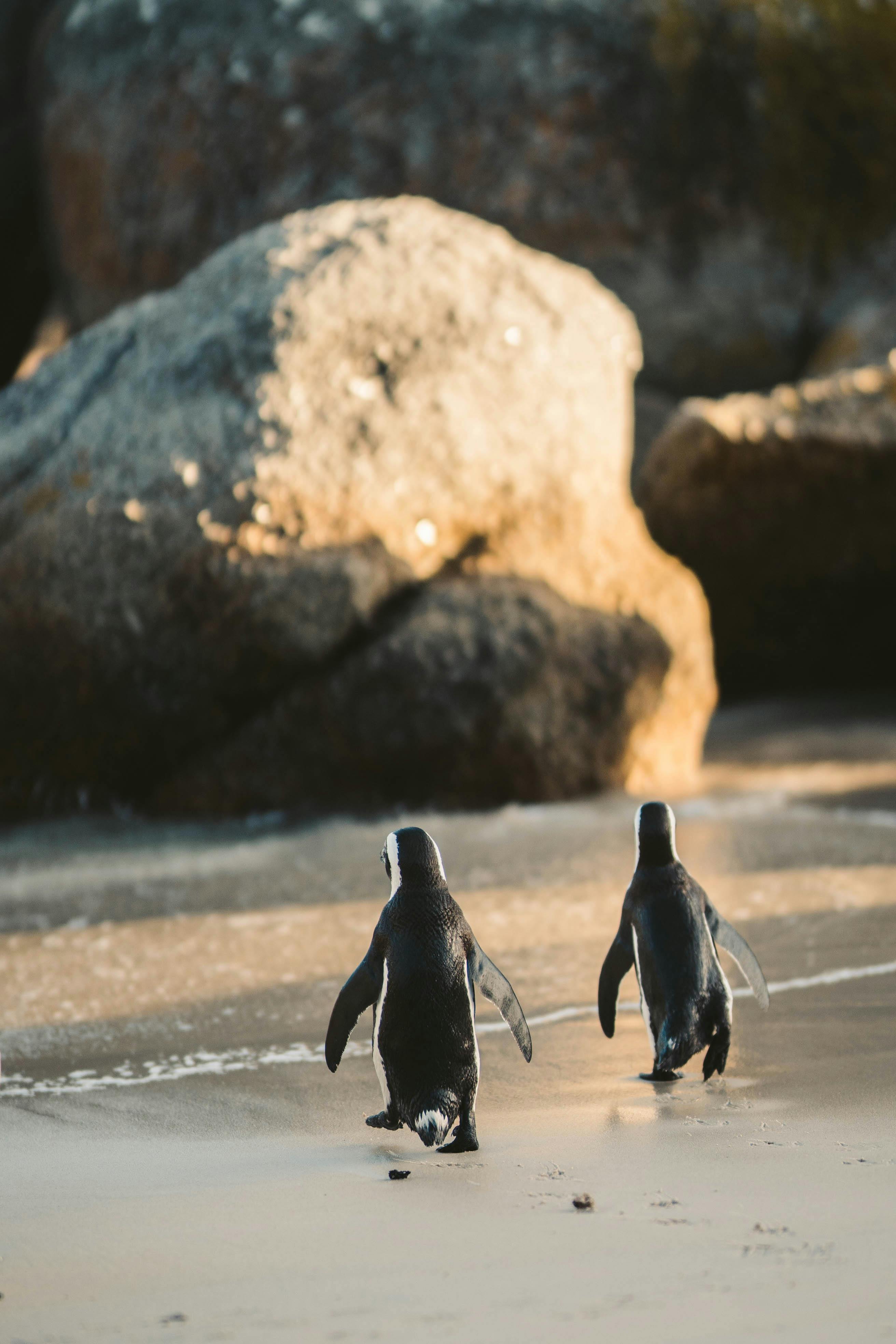 Two penguins walking on a sandy beach towards the ocean with large rocks in the background.