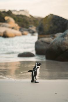 penguin photo