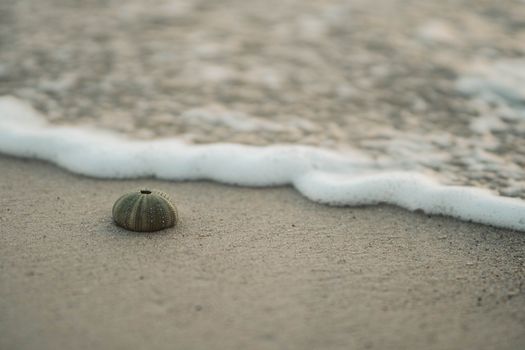
A Close-Up Shot of a Kina on a Beach