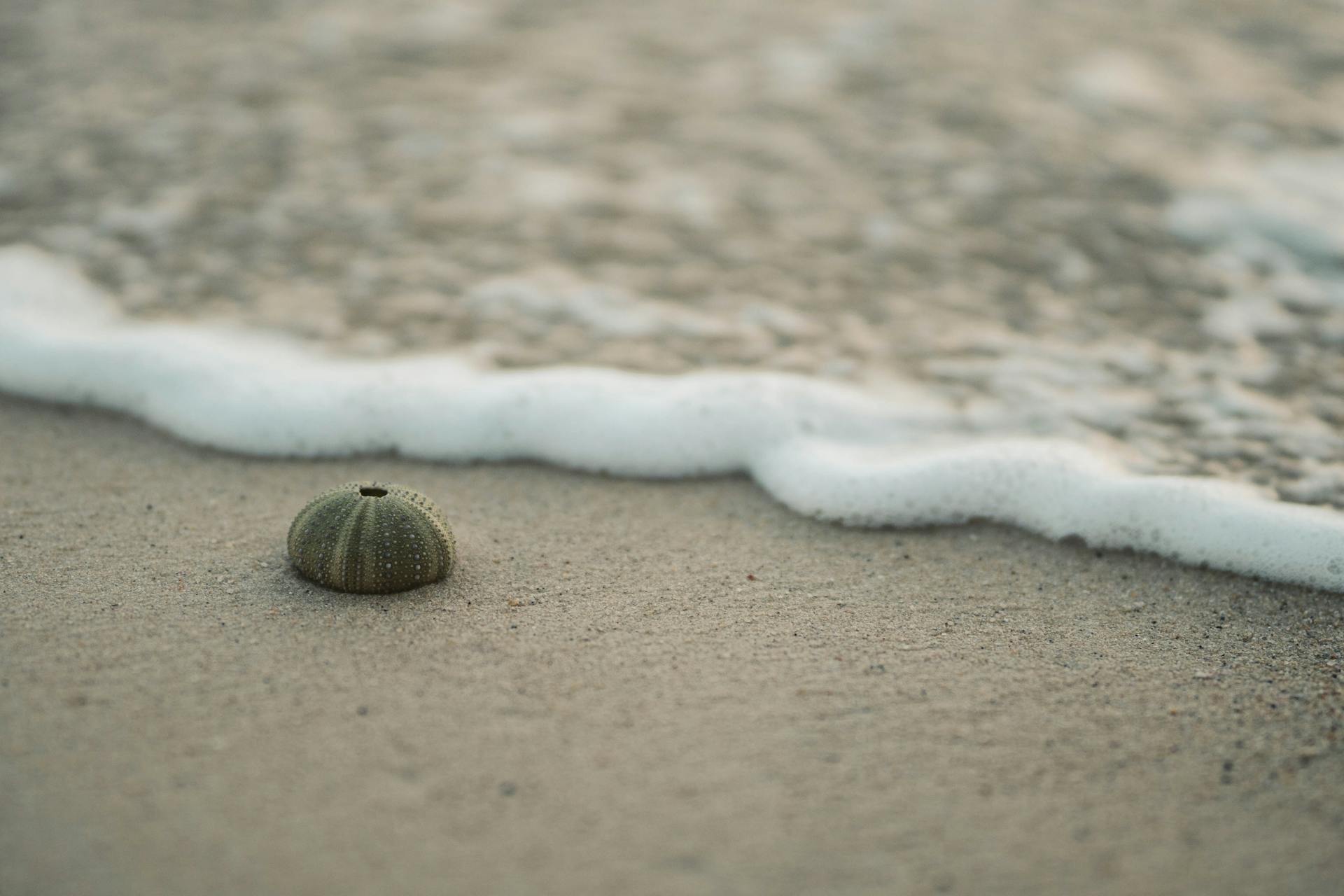 A Close-Up Shot of a Kina on a Beach