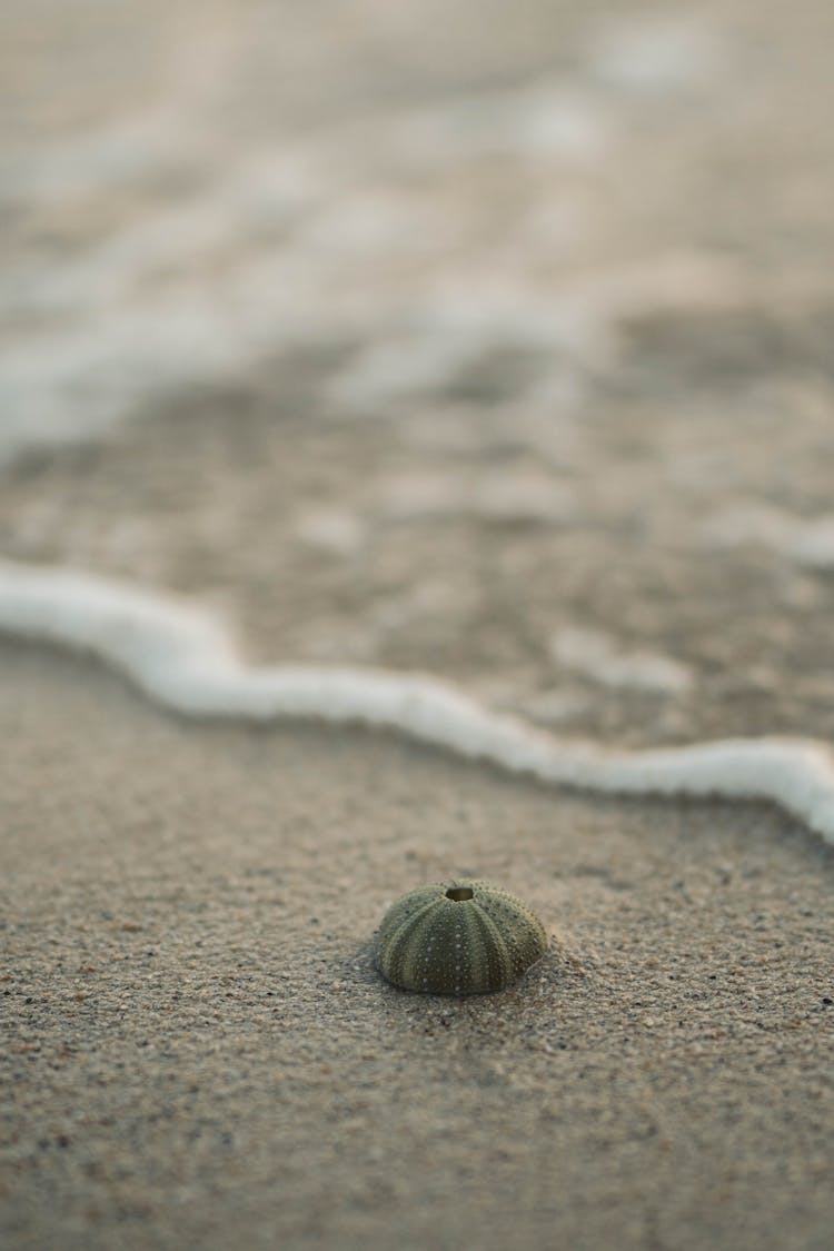 
A Close-Up Shot Of A Kina On A Beach