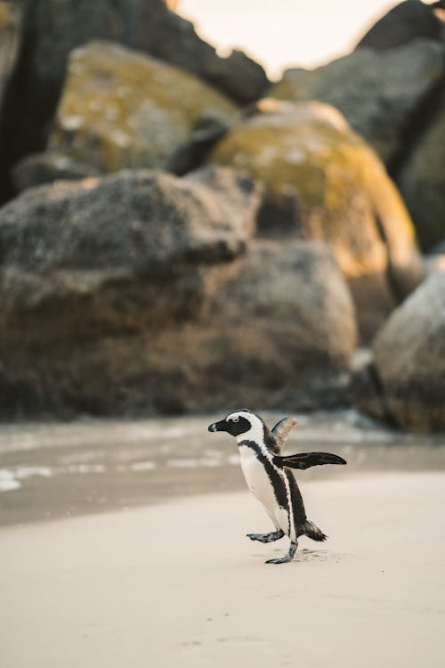 Foto d'estoc gratuïta de a l'aire lliure, animal, au