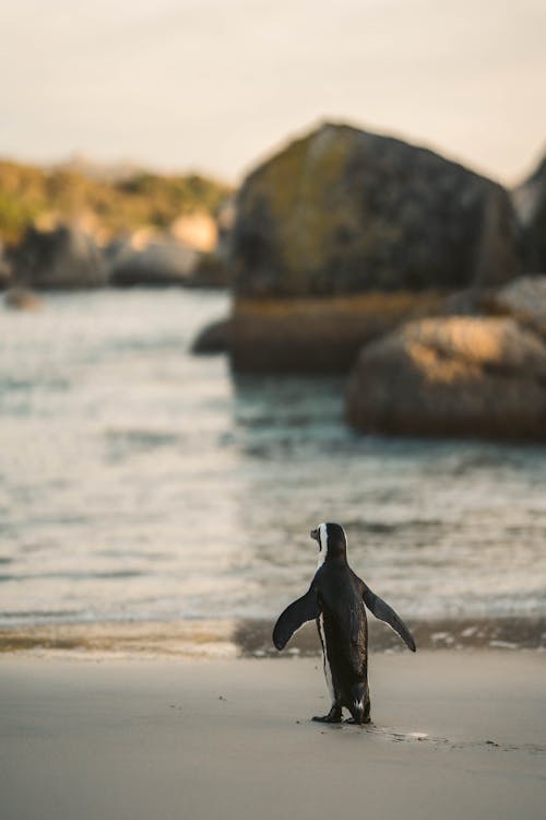 A Back View of a Penguin Standing on a Beach Sand
