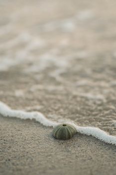 starfish photo