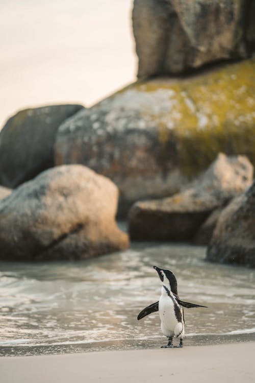 A Penguin on the Shore 