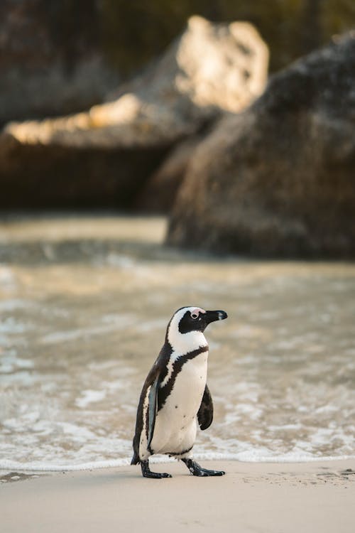 A Penguin on the Beach