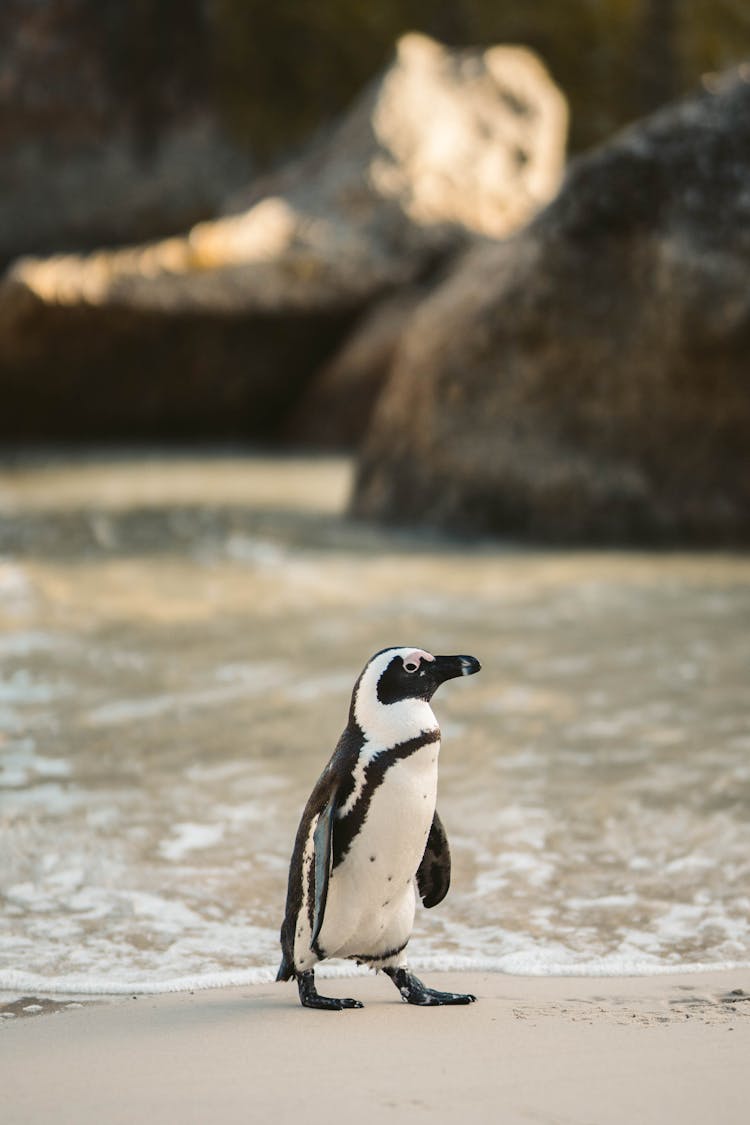 A Penguin On The Beach