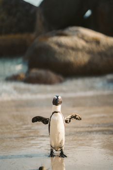 penguin photo