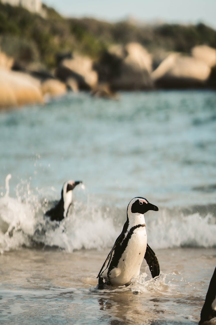 Penguins Swimming On The Beach