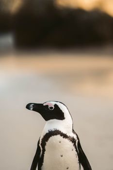penguin photo