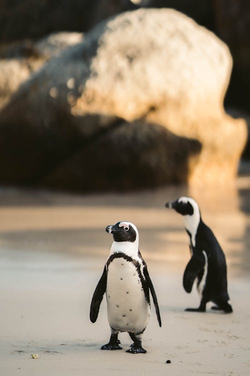 Kostenlos Kostenloses Stock Foto zu afrikanische pinguine, nirds vogel, tiere Stock-Foto