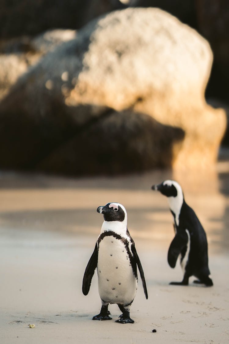 African Penguins On The Shore
