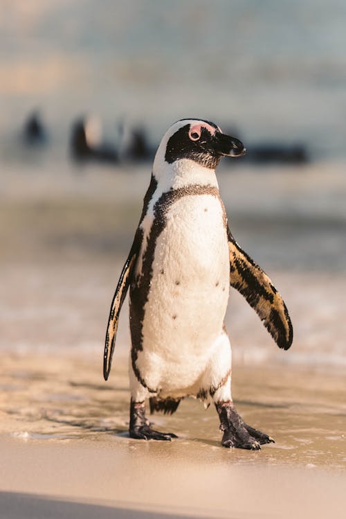 A Close-Up Shot of an African Penguin