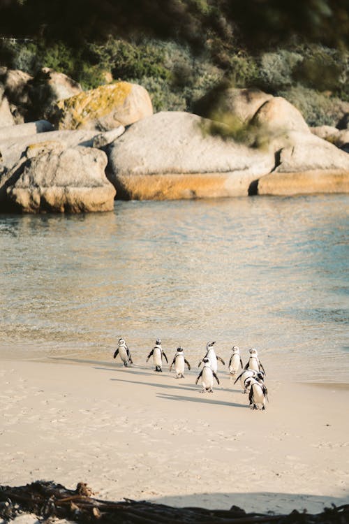 Free Ilmainen kuvapankkikuva tunnisteilla afrikkalainen pingviini, eläin, eläinkuvaus Stock Photo