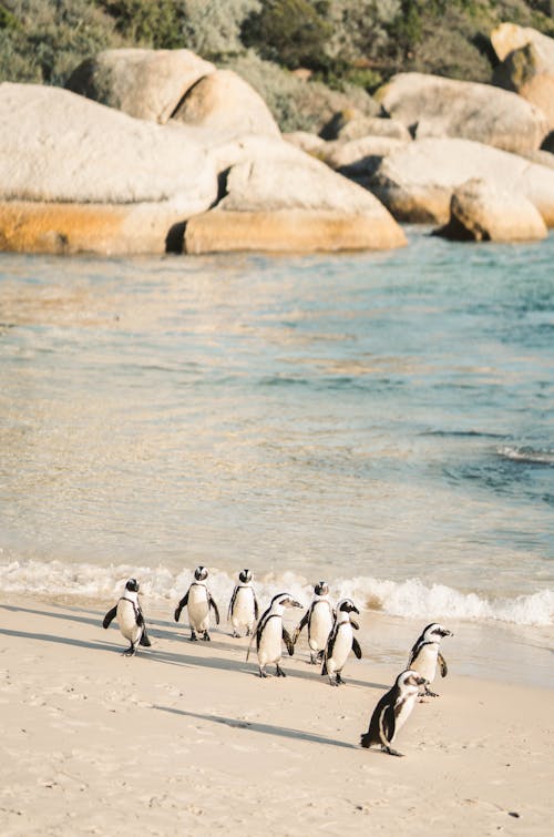 Free African Penguins Walking on a Beach Stock Photo