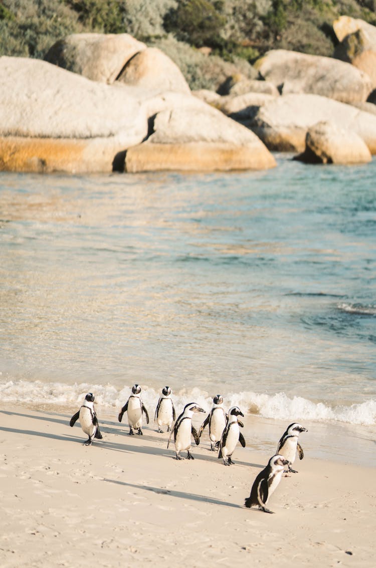 African Penguins Walking On A Beach