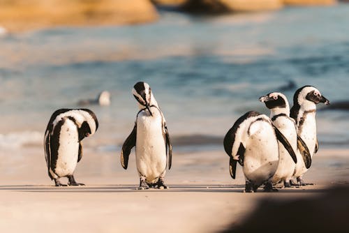 Penguins Standing on a Beach Sand