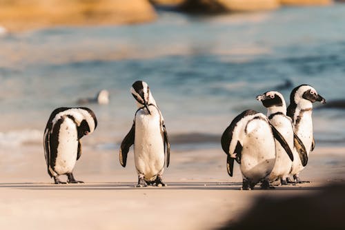 Foto profissional grátis de animais, animais selvagens, ao ar livre