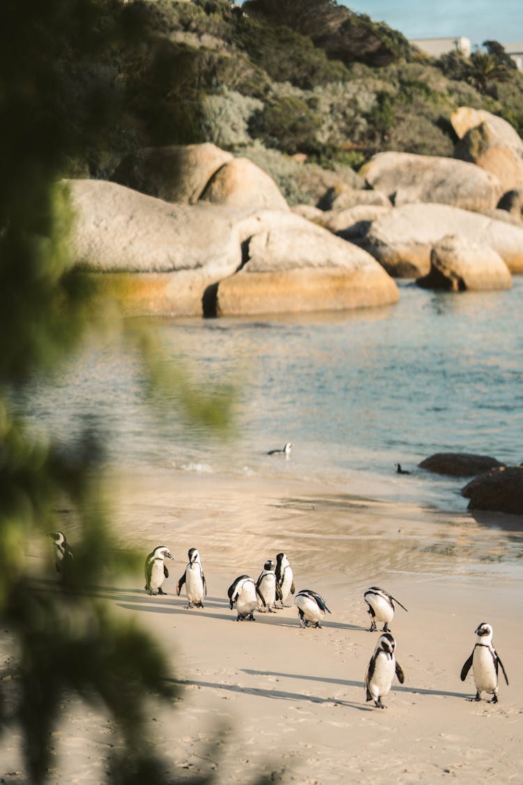 African Penguins On A Beach