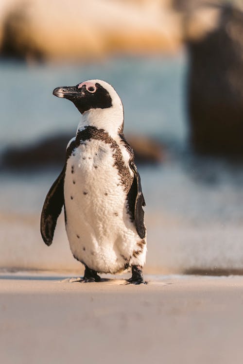 Free stock photo of african penguin, animal, animal image