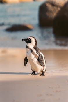 Adorable African penguin standing on the sandy shores of Cape Town, South Africa at sunset.