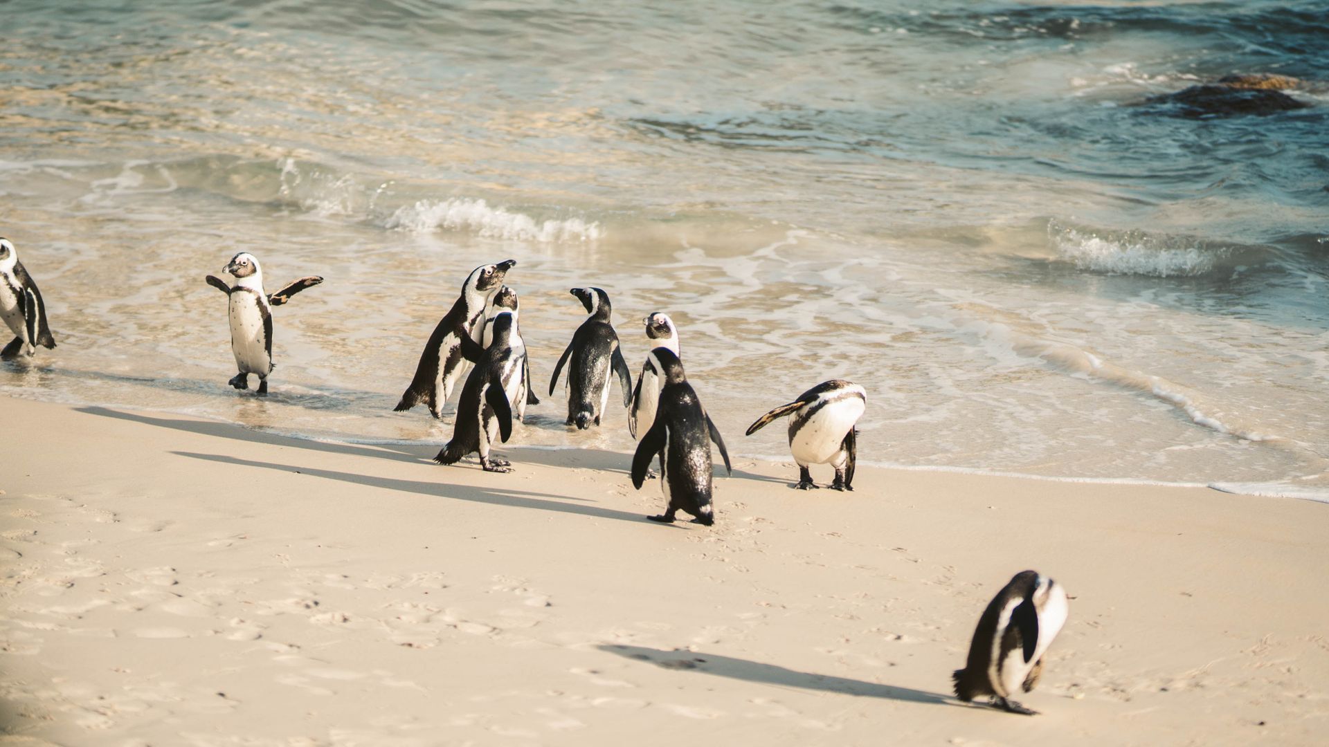 Charming African penguins enjoy a sunny day on Boulders Beach in Cape Town, South Africa.