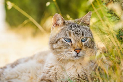 고양이 눈, 동물, 동물 사진의 무료 스톡 사진