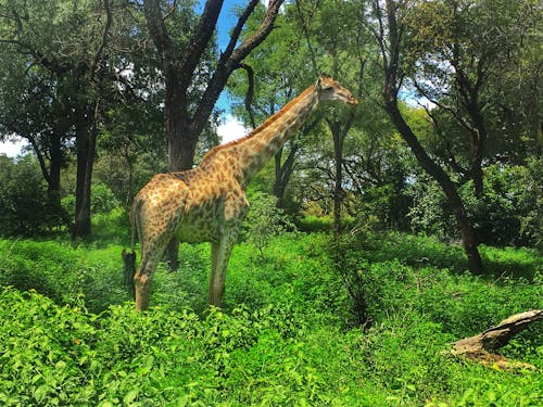 Free stock photo of africa, giraffe, livingstone