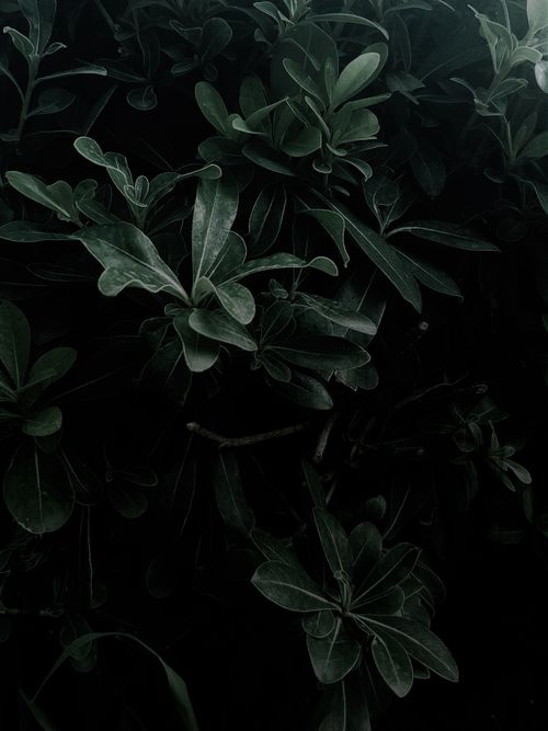 Free Moody dark green foliage with shadows, highlighting the plant's texture and growth. Stock Photo