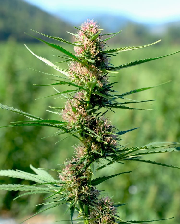 
A Close-Up Shot Of A Shaman Plant