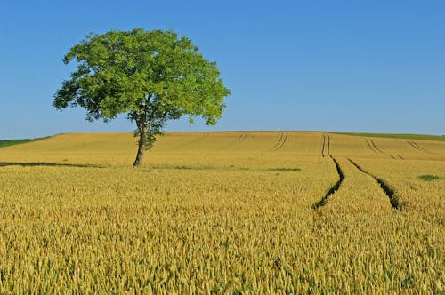 Ilmainen kuvapankkikuva tunnisteilla maatalousmaata, puu, sininen taivas