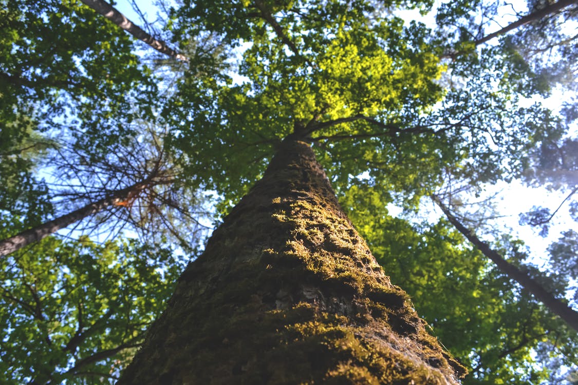 無料 ローアングルショット, 木, 森林の無料の写真素材 写真素材