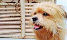 这只毛茸茸的狗可爱又友好，是宠物爱好者的完美选择