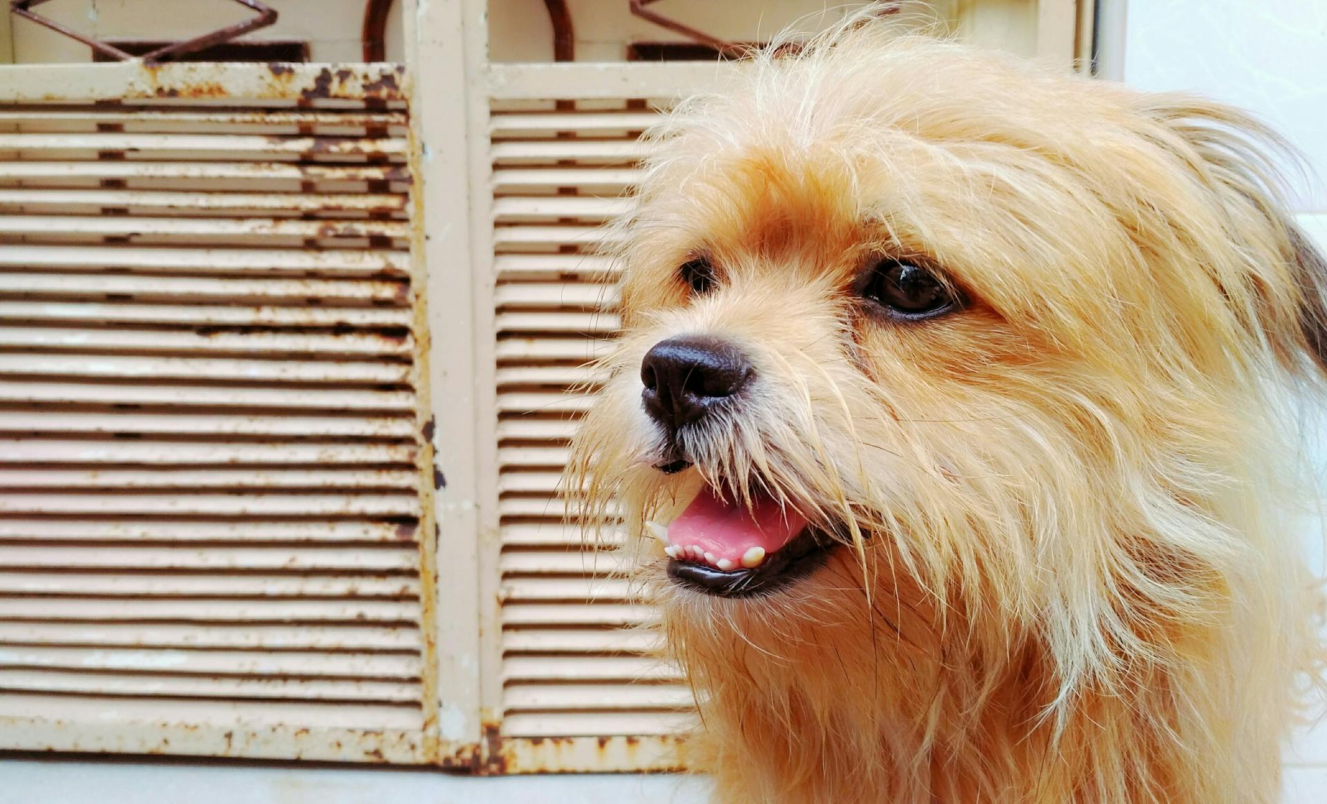 Liten långhårig falhund i fokus Foto