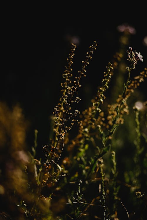 Darmowe zdjęcie z galerii z cienki, natura, pionowy strzał