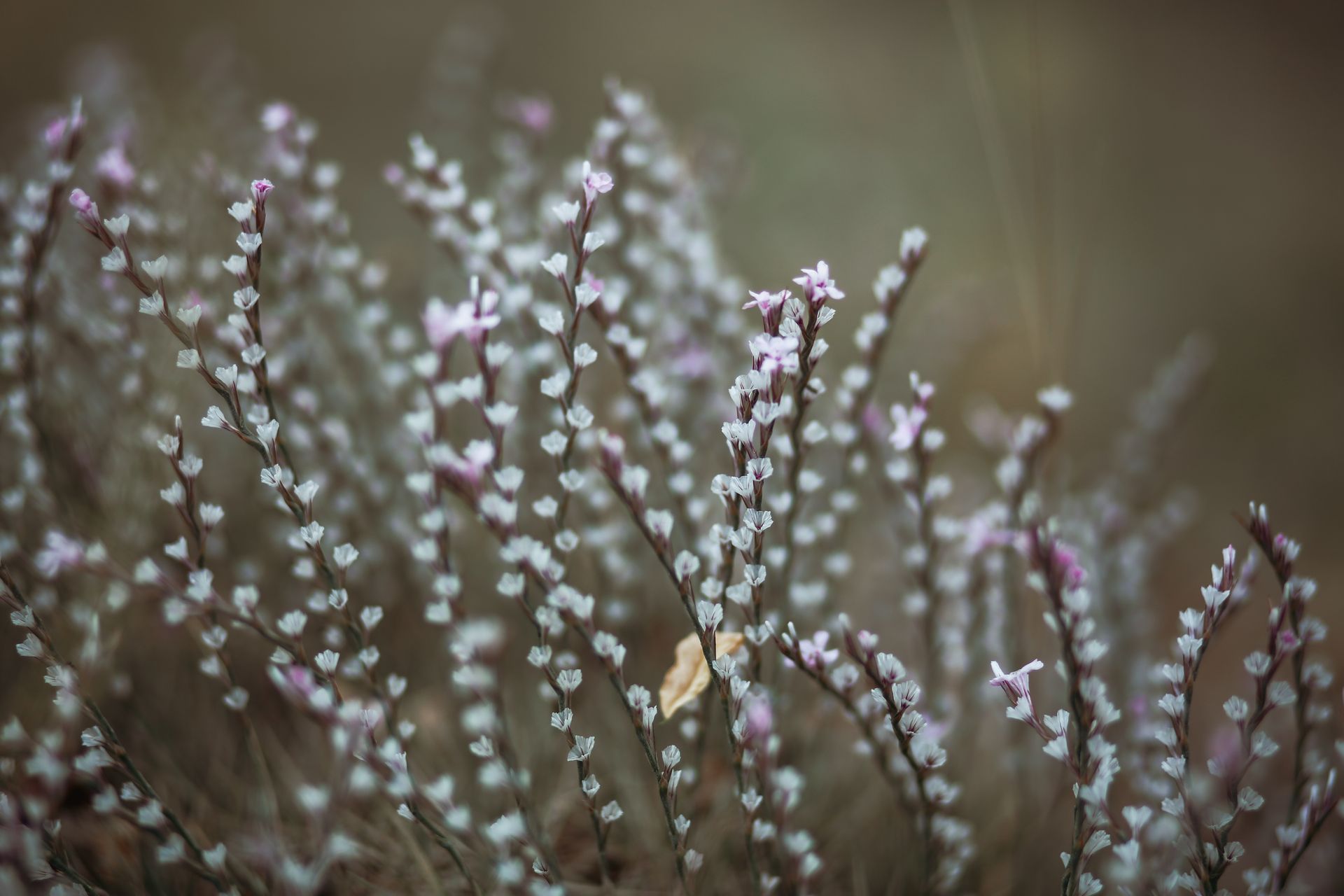 Close-up of delicate heathland flowers blooming with soft pink and white hues.