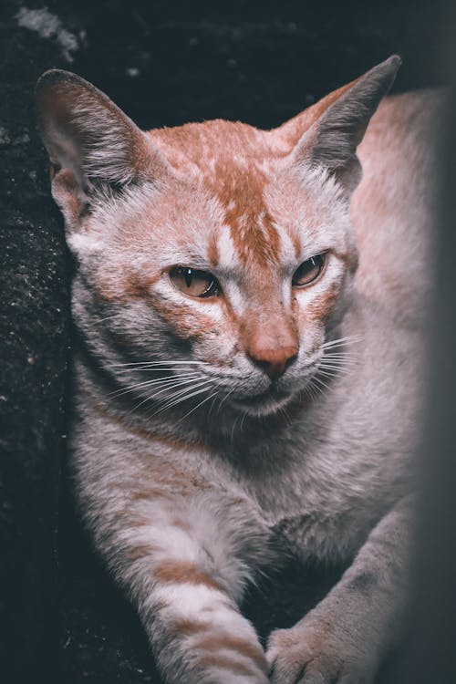 Brown Cat Leaning on Black Wall